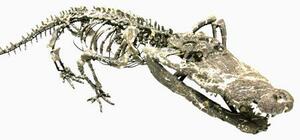 　ワニの祖先とされる「ゴニオフォリス類」の新種と判明した「アンフィコティルス・マイルシ」の化石（群馬県立自然史博物館提供）