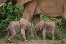 ケニアで双子の赤ちゃんゾウ