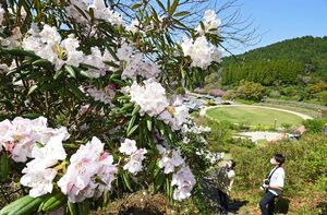 高取山公園の広場を見渡せる斜面に見ごろを迎えたシャクナゲ＝神埼市脊振町