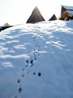 雪上に残る野ウサギとみられる動物の足跡
