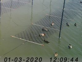 冷凍網を張ったノリ養殖場に飛来したカモ＝２０２０年１月３日（鹿島市提供）