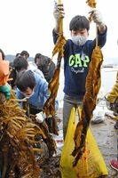 成長したワカメを摘み取っていく児童たち＝唐津市の唐房漁港