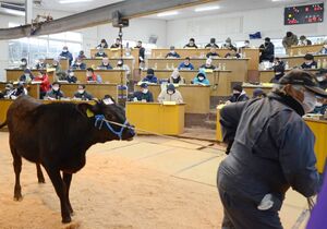 子牛の初競りで、毛並みや体つきを確認する肥育農家（奥）＝多久市のＪＡさが畜産センター