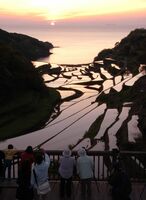 絶景で知られる「浜野浦の棚田」。一枚一枚の田んぼが夕日を美しく映す＝東松浦郡玄海町