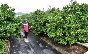 鹿島市では根域制限によるミカンの栽培が盛ん