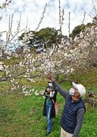 ４月下旬並みの陽気に誘われ、早咲きの梅を眺める夫婦＝１３日、小城市小城町の牛尾梅林
