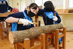 シイタケの菌が入った木片をトンカチで打ち込む生徒たち＝唐津市の肥前中学校