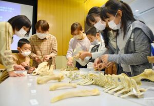 標本と比べながら、骨の部位などを調べる参加者＝佐賀市立図書館の多目的ホール