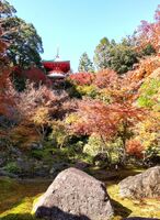 鮮やかな紅葉で、季節の移ろいを感じられる日本庭園＝武雄市北方町の高野寺