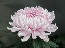 佐賀県が開発した菊の新品種。「ロゼバルーン」と命名された（県提供）
