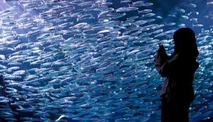 きらめくイワシの大群 北海道 登別の水族館 照明で演出も 全国のニュース 佐賀新聞live