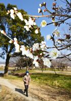 晴天の下、ほころび始めた梅の花＝２日正午、佐賀市の多布施川河畔公園