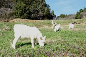 草刈りの助っ人貸し出しを前に、耕作放棄地で雑草を食べるヤギたち＝武雄市若木町の農園「ファーム孫六」