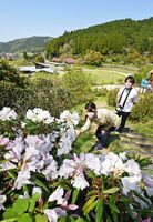 高取山公園の広場を見渡せる斜面に見ごろを迎えたシャクナゲ＝神埼市脊振町