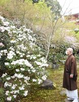 早咲きのシャクナゲが満開になった高野寺。奥にはしだれ桜も＝武雄市北方町