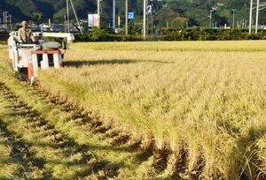 ２０２０年の米の収穫風景。作況は８１と前年より大きく改善した＝杵島郡江北町