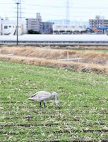 クリーク沿いの畑に上がり、麦を食べるコハクチョウ。グレーの毛で覆われ、まだ若鳥と思われる＝２５日、佐賀市巨勢町