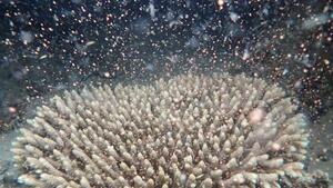 　産卵するグレートバリアリーフのサンゴ＝２３日、オーストラリア北東部ケアンズ沖（ギャレス・フィリップス氏提供・共同）