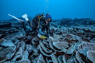 世界最大級サンゴ礁新発見